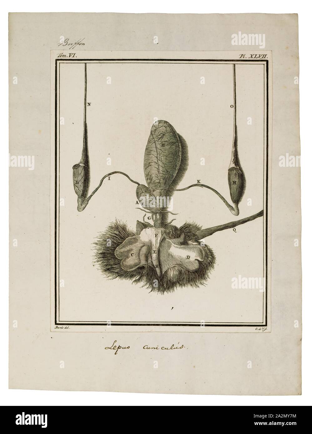 Lepus cuniculus, Drucken, Hase, Hasen und Hasen sind leporids