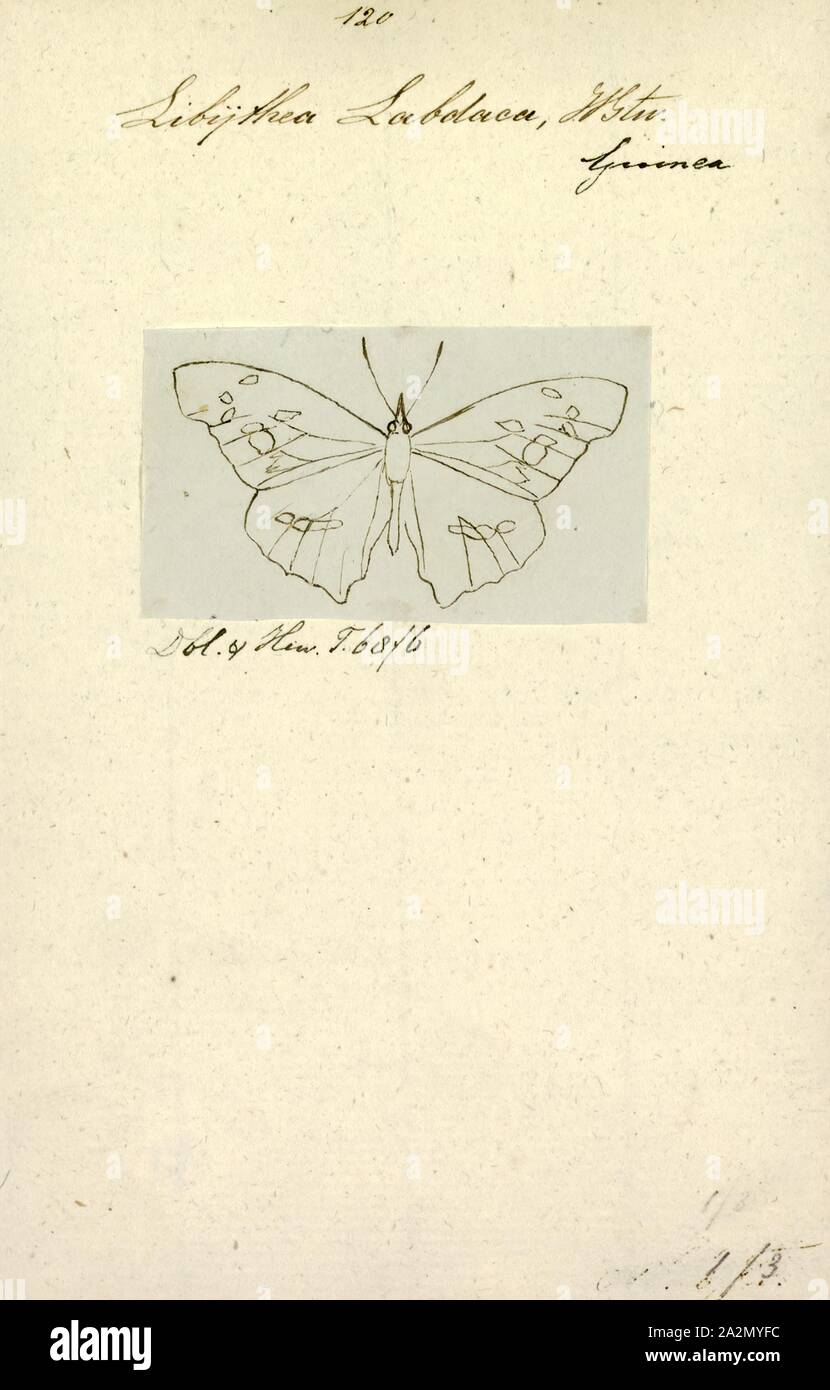 Libythea, Drucken, Libythea ist eine weit verbreitete Gattung der nymphalid Schmetterlinge allgemein genannt Schnäbeln oder Schnauze. Sie sind starke Flieger und vielleicht sogar wandernde Stockfoto