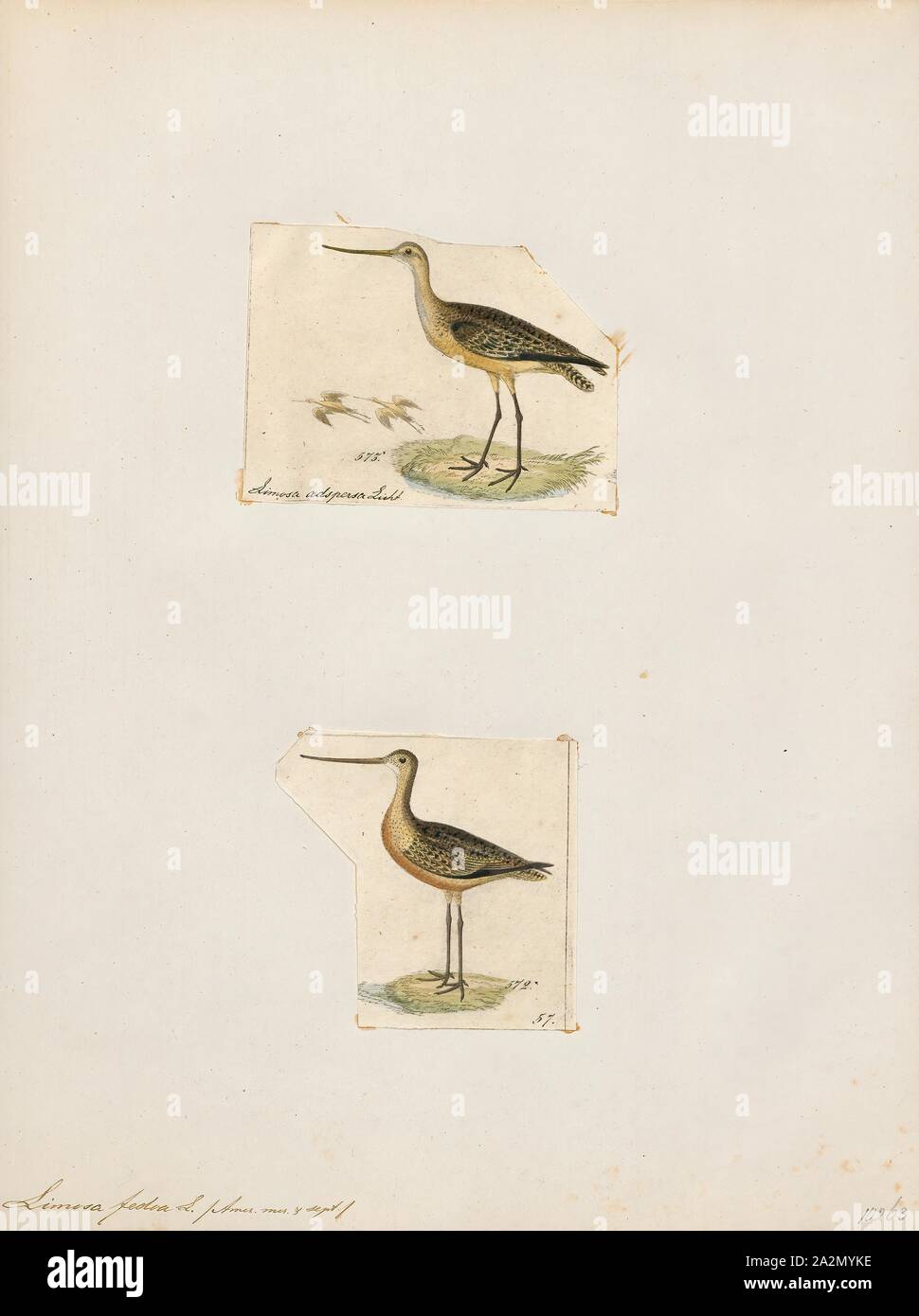 Limosa fedoa, Ausdrucken, die Marmorierten godwit (Limosa fedoa) ist eine große Shorebird. Im Durchschnitt ist die größte der vier Arten von godwit. Die Gesamtlänge beträgt 40 - 50 cm (16 - 20), darunter eine große Rechnung von 8 - 13 cm (3.1 - 5.1) und Flügelspannweite beträgt 70 - 88 cm (28 - 35). Body Mass kann von 240 bis 510 g (8,5 bis 18,0 oz variieren Stockfoto