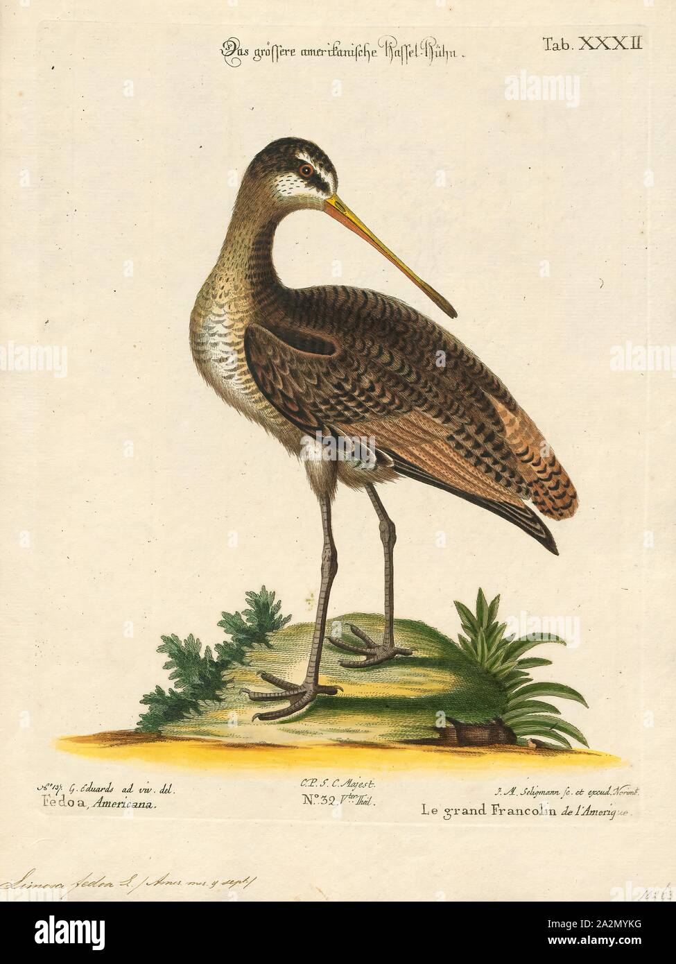 Limosa fedoa, Ausdrucken, die Marmorierten godwit (Limosa fedoa) ist eine große Shorebird. Im Durchschnitt ist die größte der vier Arten von godwit. Die Gesamtlänge beträgt 40 - 50 cm (16 - 20), darunter eine große Rechnung von 8 - 13 cm (3.1 - 5.1) und Flügelspannweite beträgt 70 - 88 cm (28 - 35). Body Mass kann variieren von 240 bis 510 g (8,5 bis 18,0 oz)., 1700-1880 Stockfoto