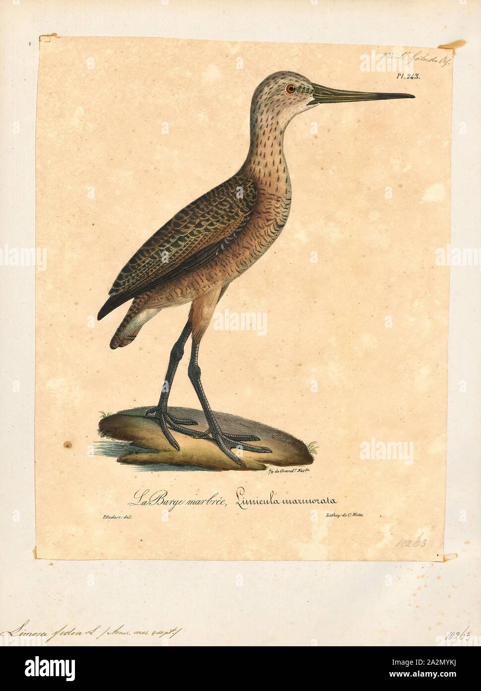 Limosa fedoa, Ausdrucken, die Marmorierten godwit (Limosa fedoa) ist eine große Shorebird. Im Durchschnitt ist die größte der vier Arten von godwit. Die Gesamtlänge beträgt 40 - 50 cm (16 - 20), darunter eine große Rechnung von 8 - 13 cm (3.1 - 5.1) und Flügelspannweite beträgt 70 - 88 cm (28 - 35). Body Mass kann variieren von 240 bis 510 g (8,5 bis 18,0 oz)., 1825-1834 Stockfoto
