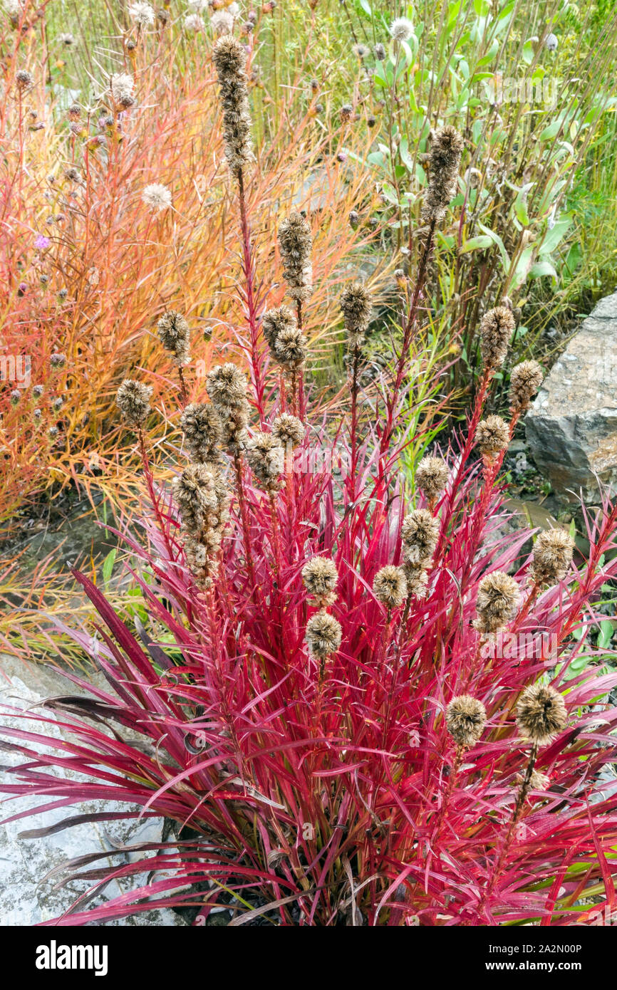 Autumn Liatris spicata, Rot dichter, lodernder Stern, Schwule Feder in rotem Herbstgarten herbstliche rote Blätter Stockfoto
