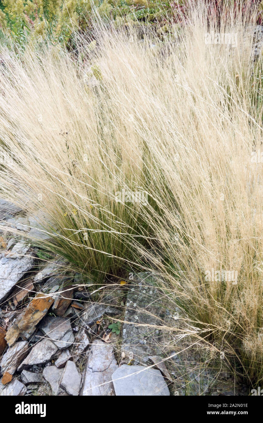 Mexikanisches Federgras Stipa tenuissima Pony Tails Ziergräser Stockfoto