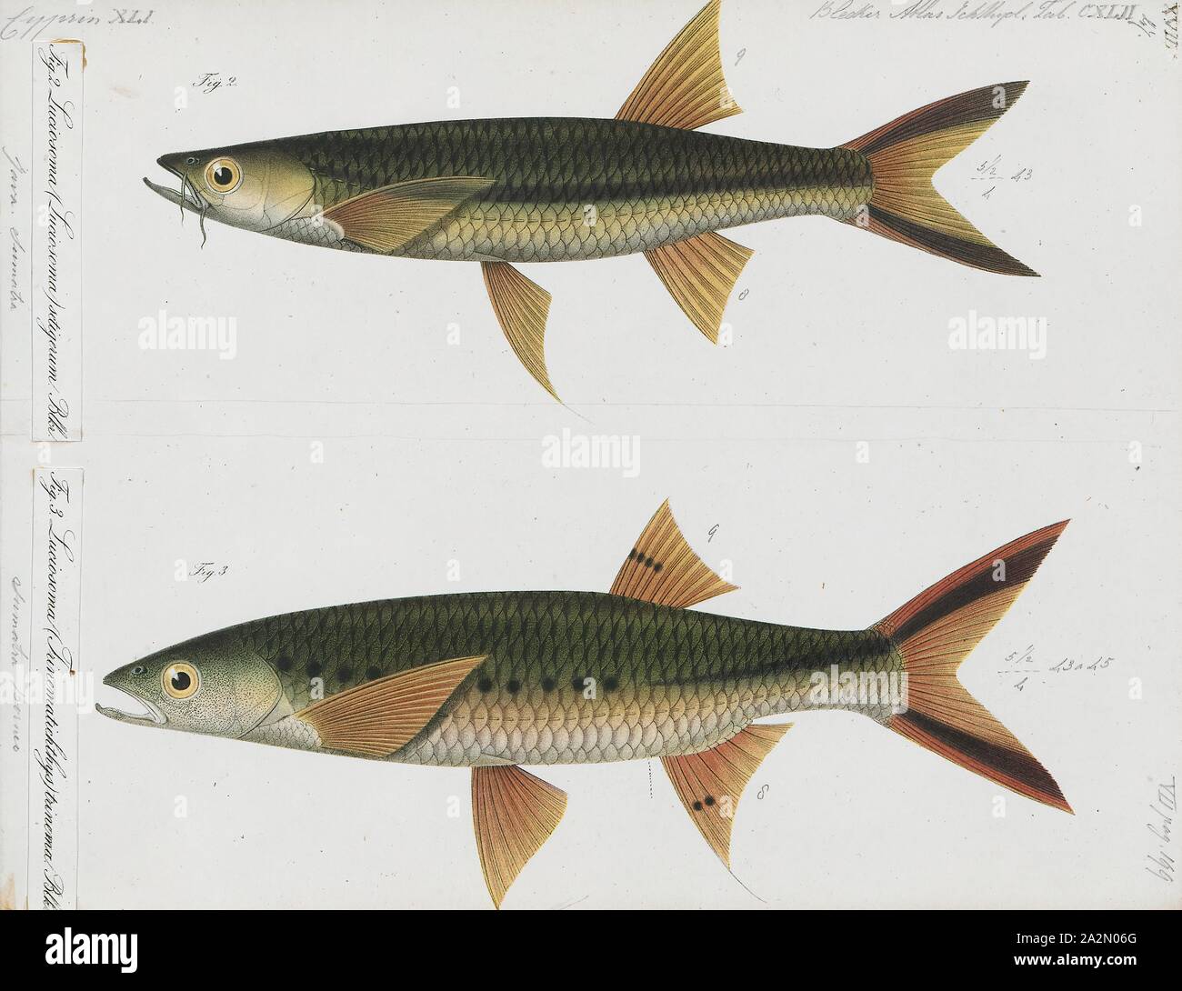 Luciosoma setigerum, Drucken, Luciosoma setigerum ist eine Art von Karpfenfischen gefunden auf der Malaiischen Halbinsel., 1700-1880 Stockfoto