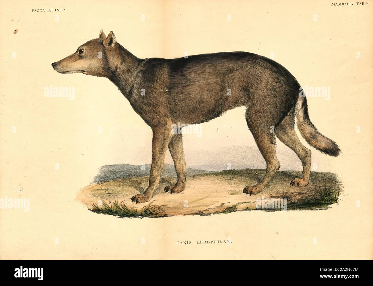 Lupus hodophylax, Drucken, 1833-1850 Stockfoto