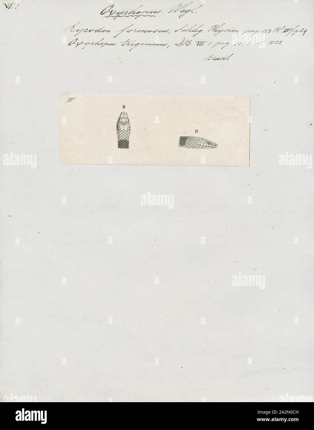 Lycodon formosus Fotos und Bildmaterial in hoher Auflösung Alamy