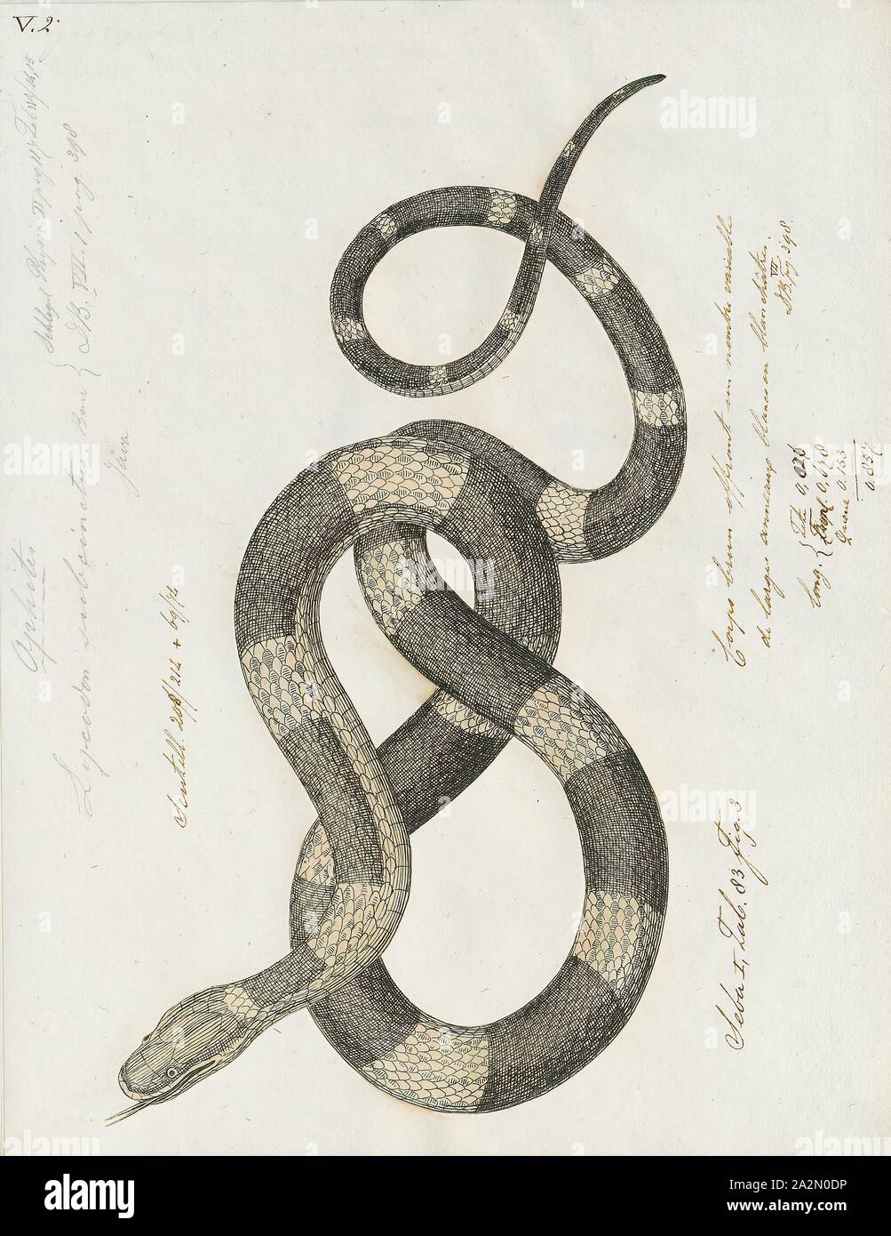 Lycodon subcinctus, Drucken, Lycodon subcinctus, die gemeinhin als die weiß gebändert Wolf Schlange oder Malaiische gebändert Wolf snake genannt, ist eine Pflanzenart aus der Gattung der Schlange der Familie Colubridae., 1734-1765 Stockfoto
