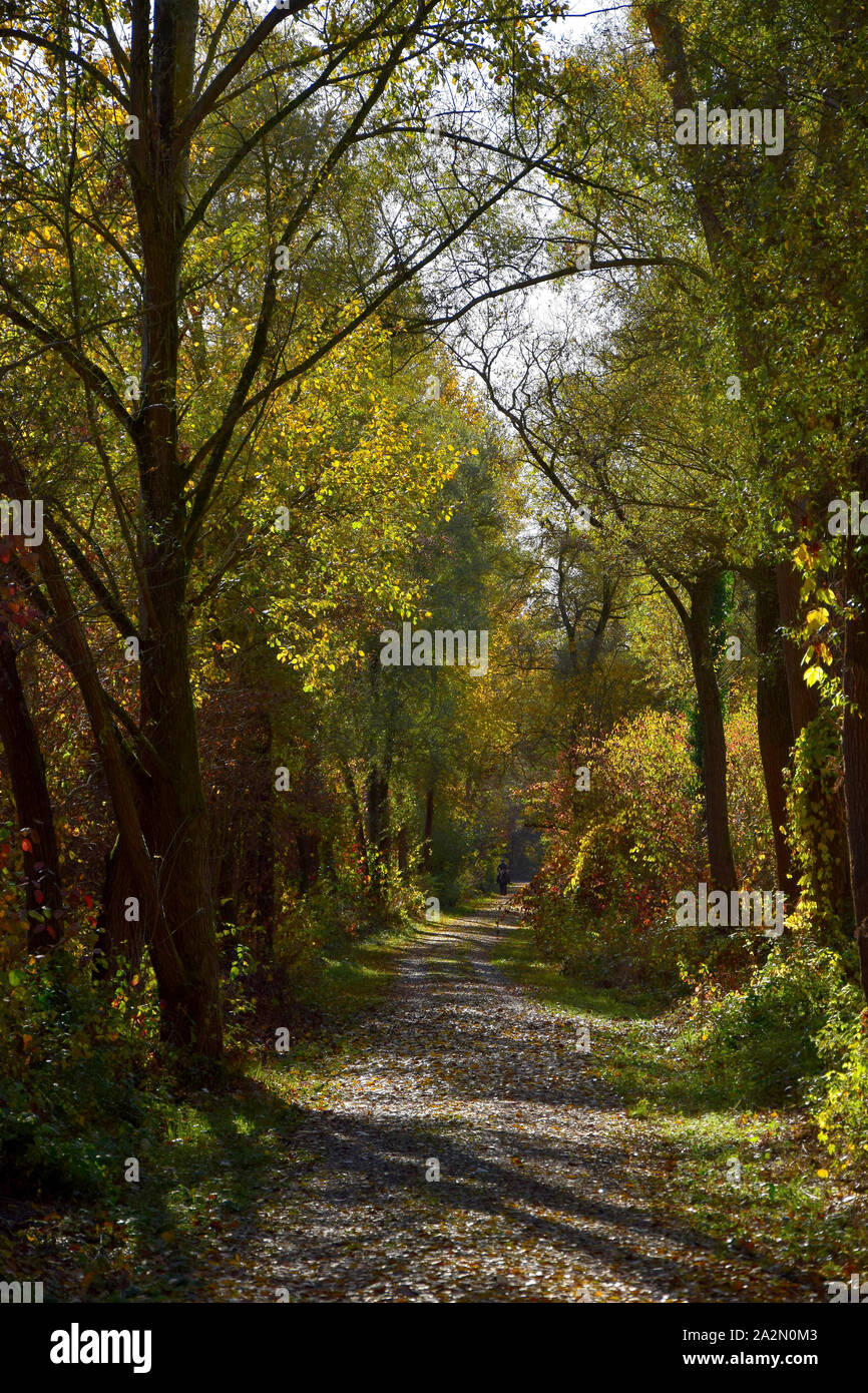 Herbst Landschaft mit einem Weg in einem Wald. Oberhausen-Rheinhausen, Baden-Württemberg, Deutschland. Stockfoto