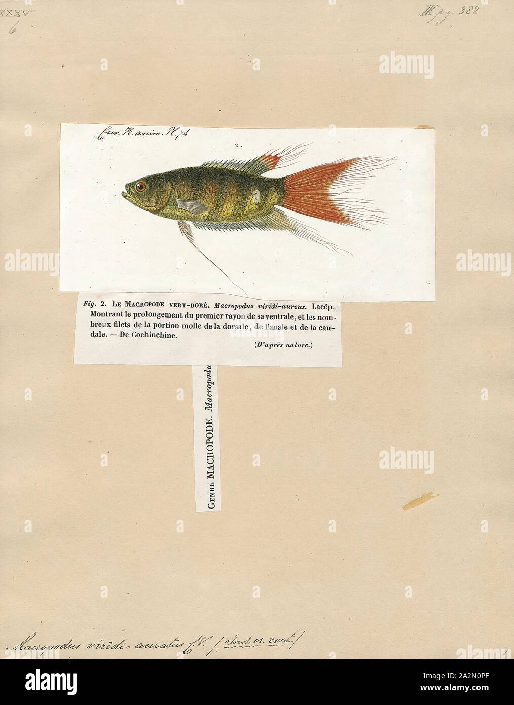 Macropodus viridi auratus Fotos und Bildmaterial in hoher Auflösung