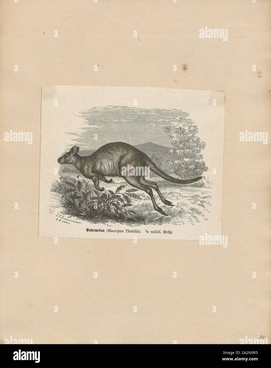 Macropus thetidis, Drucken, Macropus ist ein beuteltier Gattung aus der