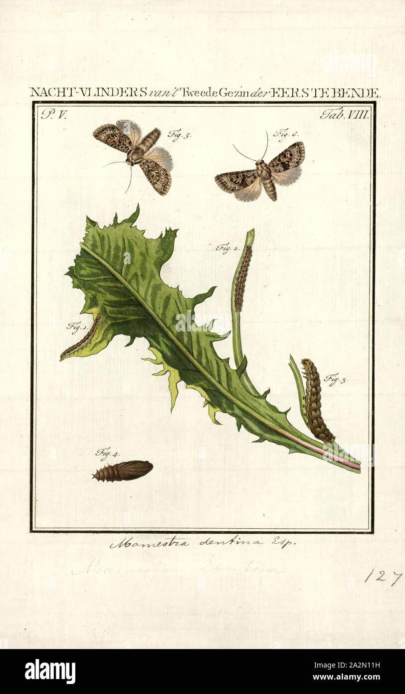 Mamestra, Drucken, Mamestra ist eine Gattung der Familie der Noctuidae von Ochsenheimer in 1816 beschrieben. Vielleicht bekannteste Art ist der Kohl Motte, M. brassicae Stockfoto
