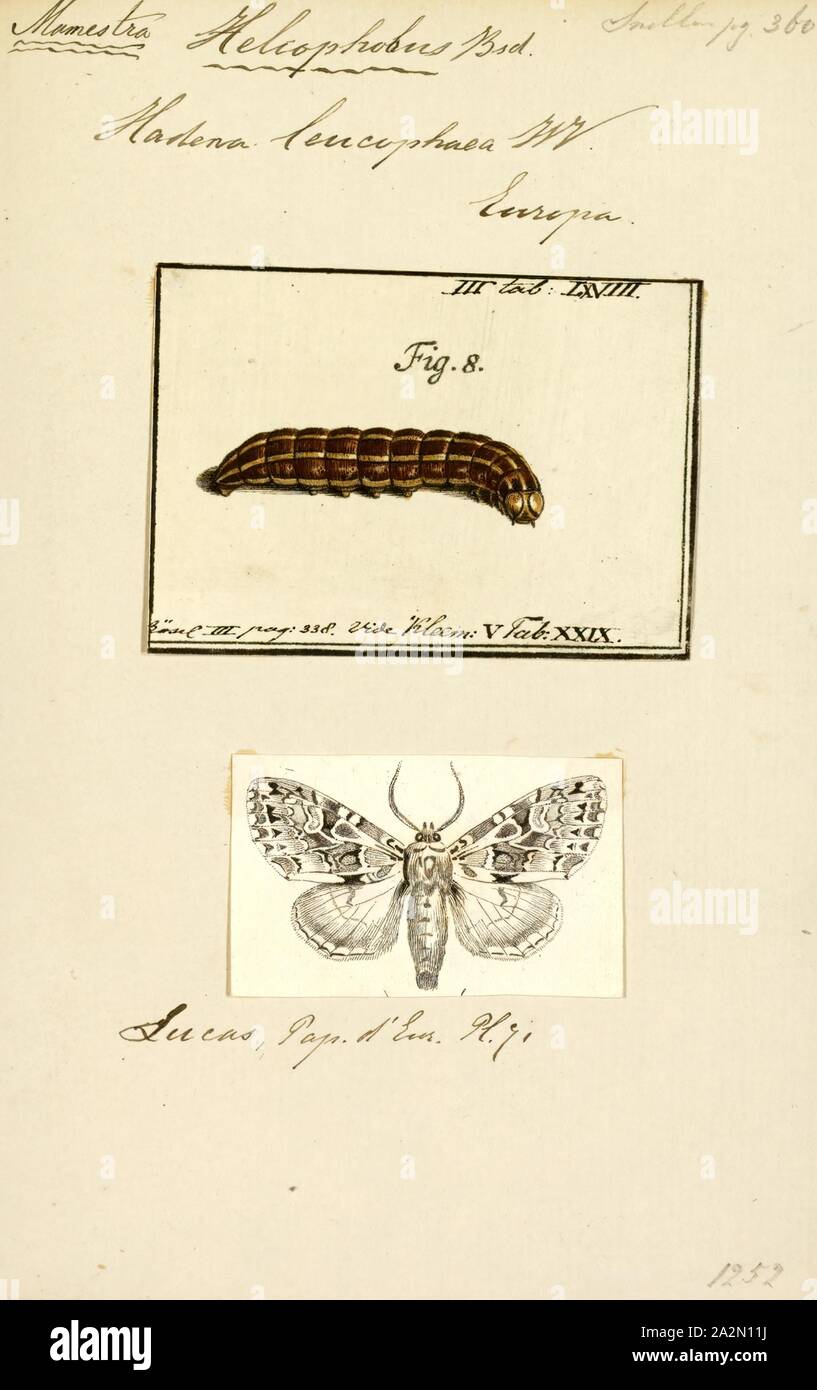 Mamestra, Drucken, Mamestra ist eine Gattung der Familie der Noctuidae von Ochsenheimer in 1816 beschrieben. Vielleicht bekannteste Art ist der Kohl Motte, M. brassicae Stockfoto