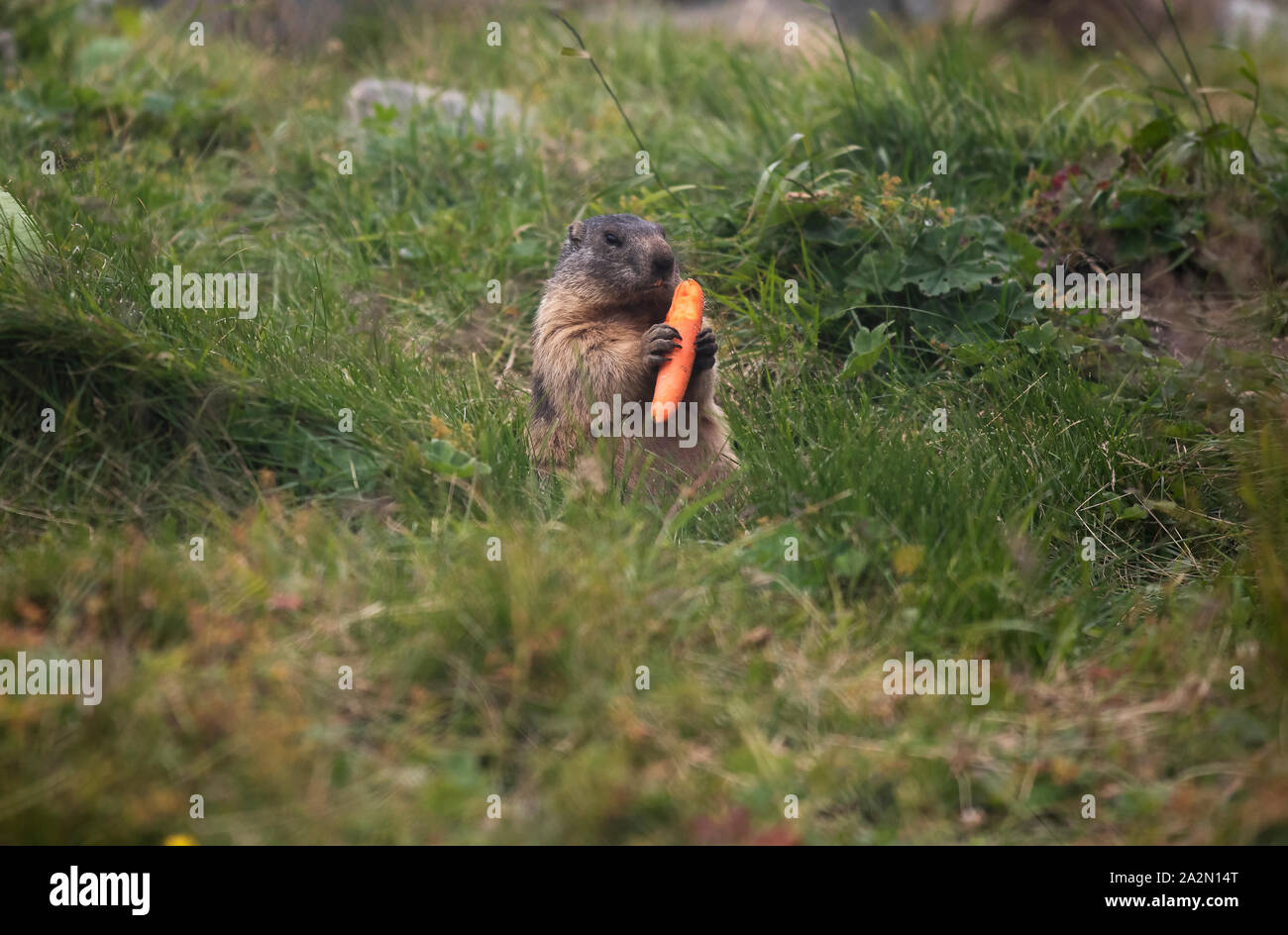 Die alpine Murmeltier (Marmota marmota) ist eine große Masse - Wohnung Eichhörnchen, aus der Gattung der Murmeltiere. Es ist in hoher Anzahl im Gebirge o gefunden Stockfoto