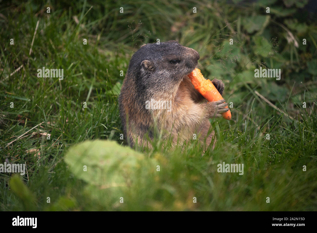 Die alpine Murmeltier (Marmota marmota) ist eine große Masse - Wohnung Eichhörnchen, aus der Gattung der Murmeltiere. Es ist in hoher Anzahl im Gebirge o gefunden Stockfoto