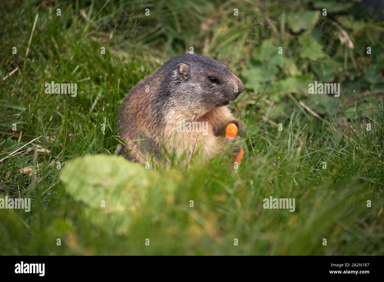 Die alpine Murmeltier (Marmota marmota) ist eine große Masse - Wohnung Eichhörnchen, aus der Gattung der Murmeltiere. Es ist in hoher Anzahl im Gebirge o gefunden Stockfoto