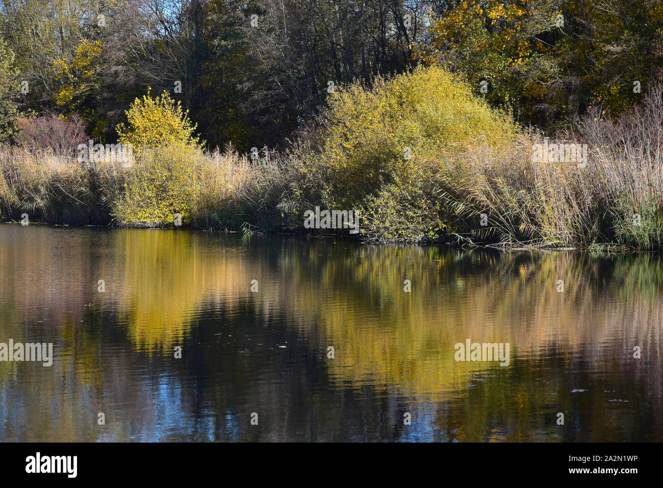 Herbst Landschaft mit einem See, Bäume und Büsche und Gelb ein Spiegelbild im Wasser. Oberhausen-Rheinhausen, Baden-Württemberg, Deutschland. Stockfoto