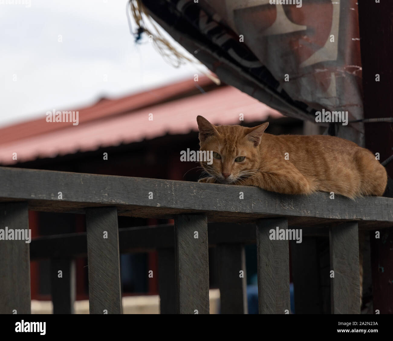 Katze in einem Dorf am Flussufer in malaysischen Borneo Stockfoto