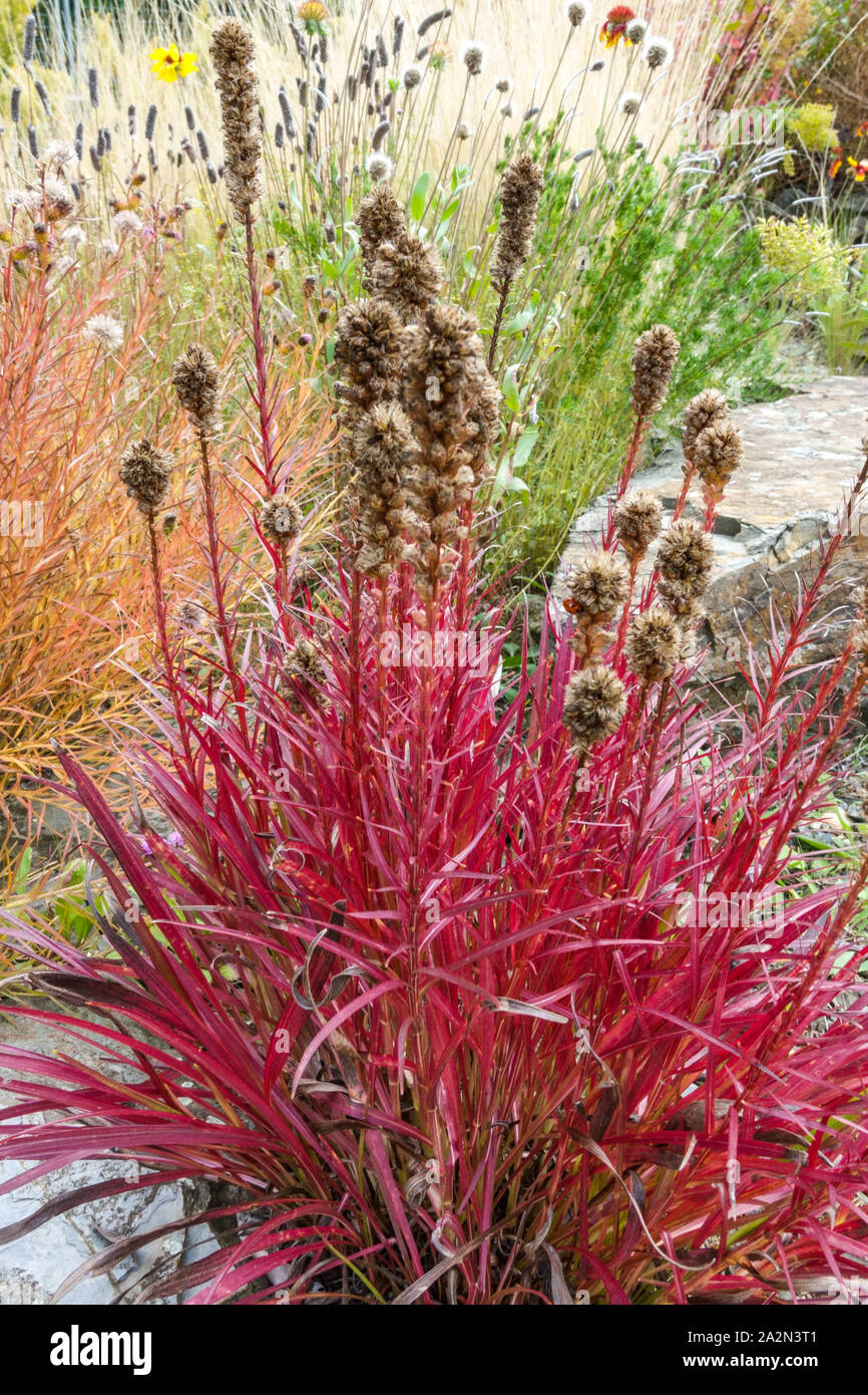 Dichter leuchtender Stern im roten Herbstgarten Rote Liatris spicata, Stockfoto