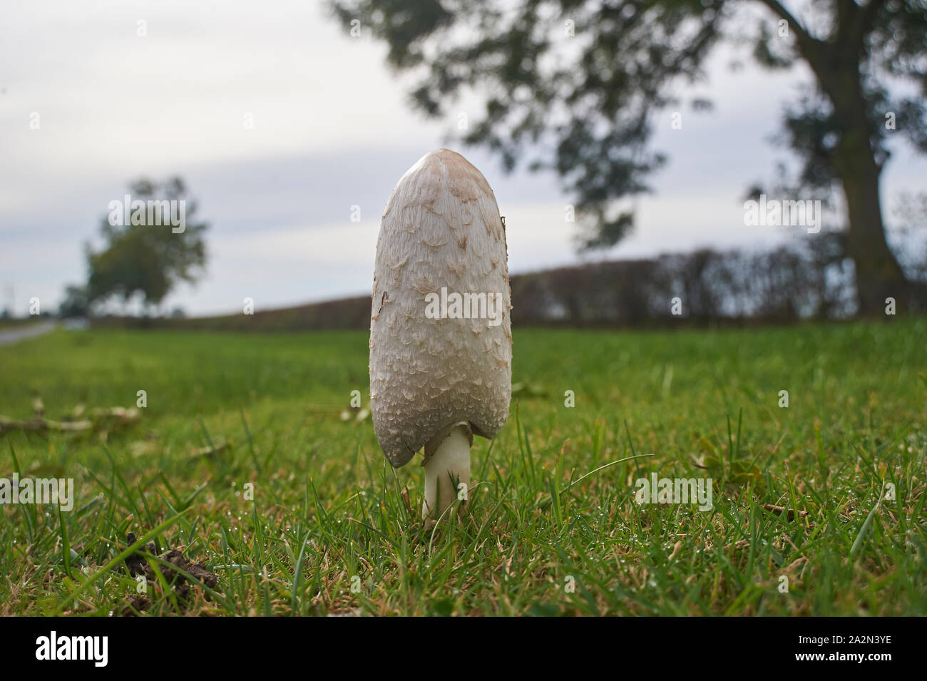 Shaggy ink Kappe, der Anwalt von Perücke, Shaggy Mane (Coprinus comatus), Fruchtkörper wachsen auf einem strassenrand in East Yorkshire Stockfoto