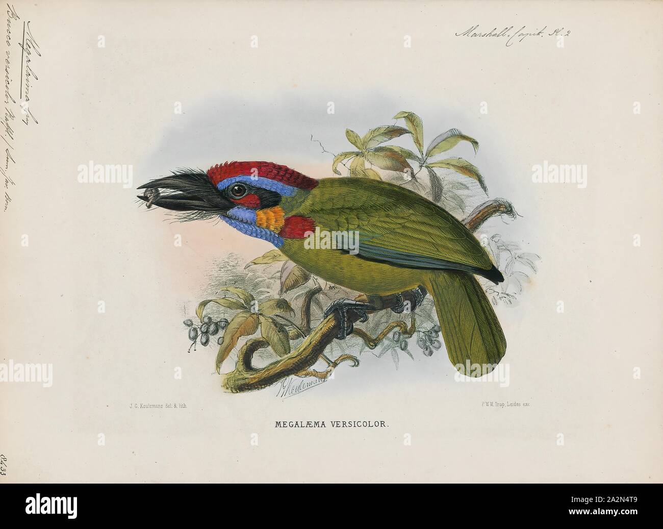 Megalaima versicolor, Drucken, 1870-1871 Stockfoto