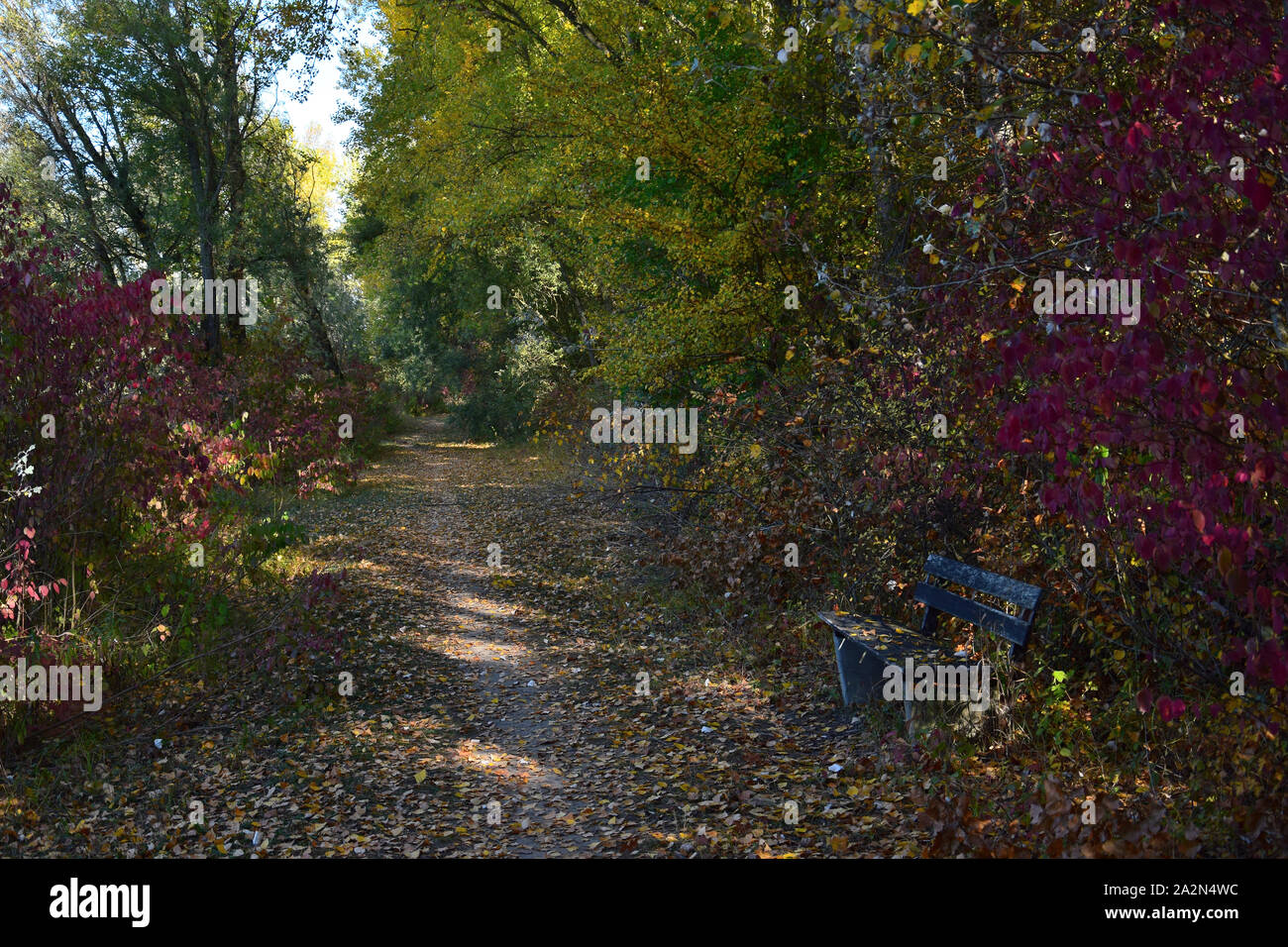 Herbst Landschaft mit einem schattigen Pfad in einem Wald. Eine Bank auf der rechten Seite. 68782 Bruehl, Baden-Württemberg, Deutschland. Stockfoto