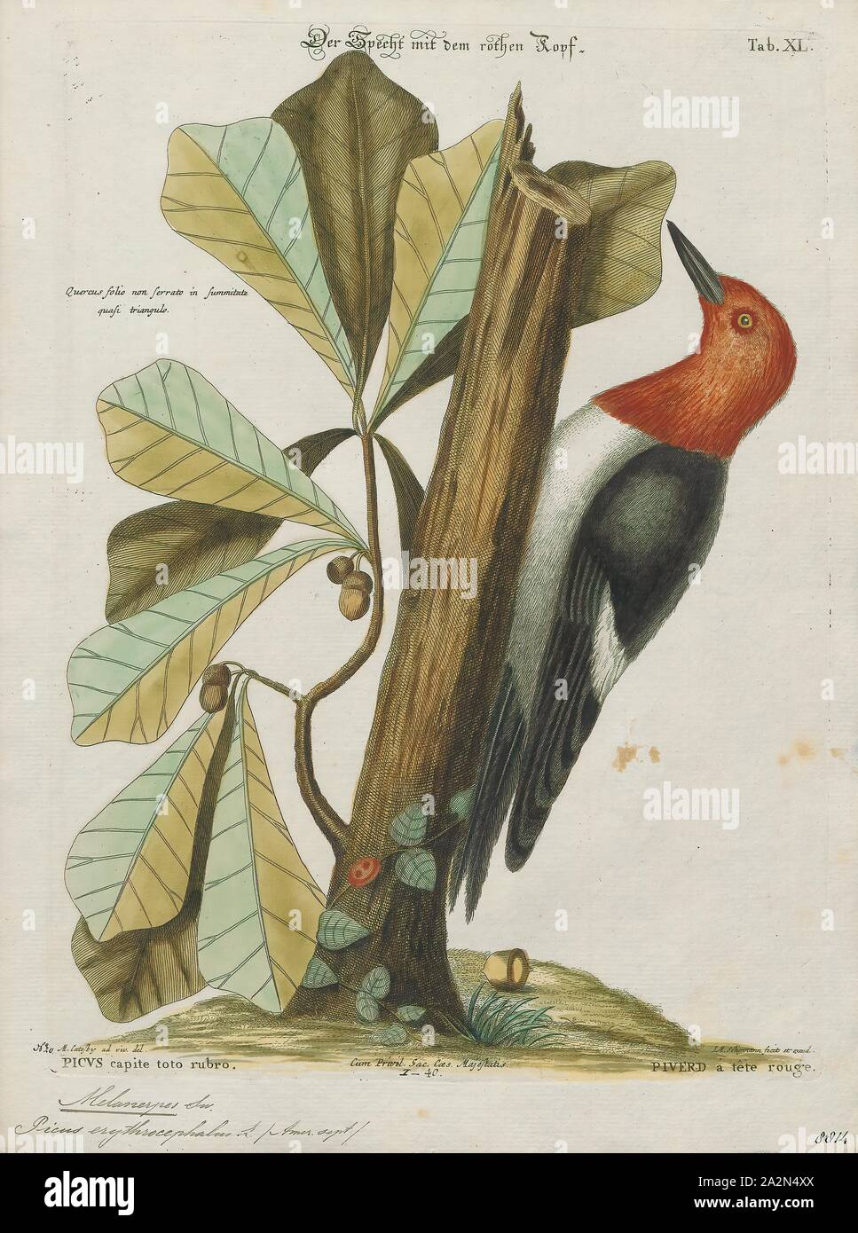 Melanerpes erythrocephalus, Ausdrucken, die Rothaarige Specht (Melanerpes erythrocephalus) ist eine kleine oder mittlere Specht von gemäßigten Nordamerika. Ihr Lebensraum ist offen Land im südlichen Kanada und in der Östlichen-mittleren Staaten der USA. Es ist als Least Concern auf der Internationalen Union für die Erhaltung der Natur (IUCN) der Roten Liste der gefährdeten Arten, in downlisted aus Nah im Jahr 2018 bedroht., 1700-1880 Stockfoto