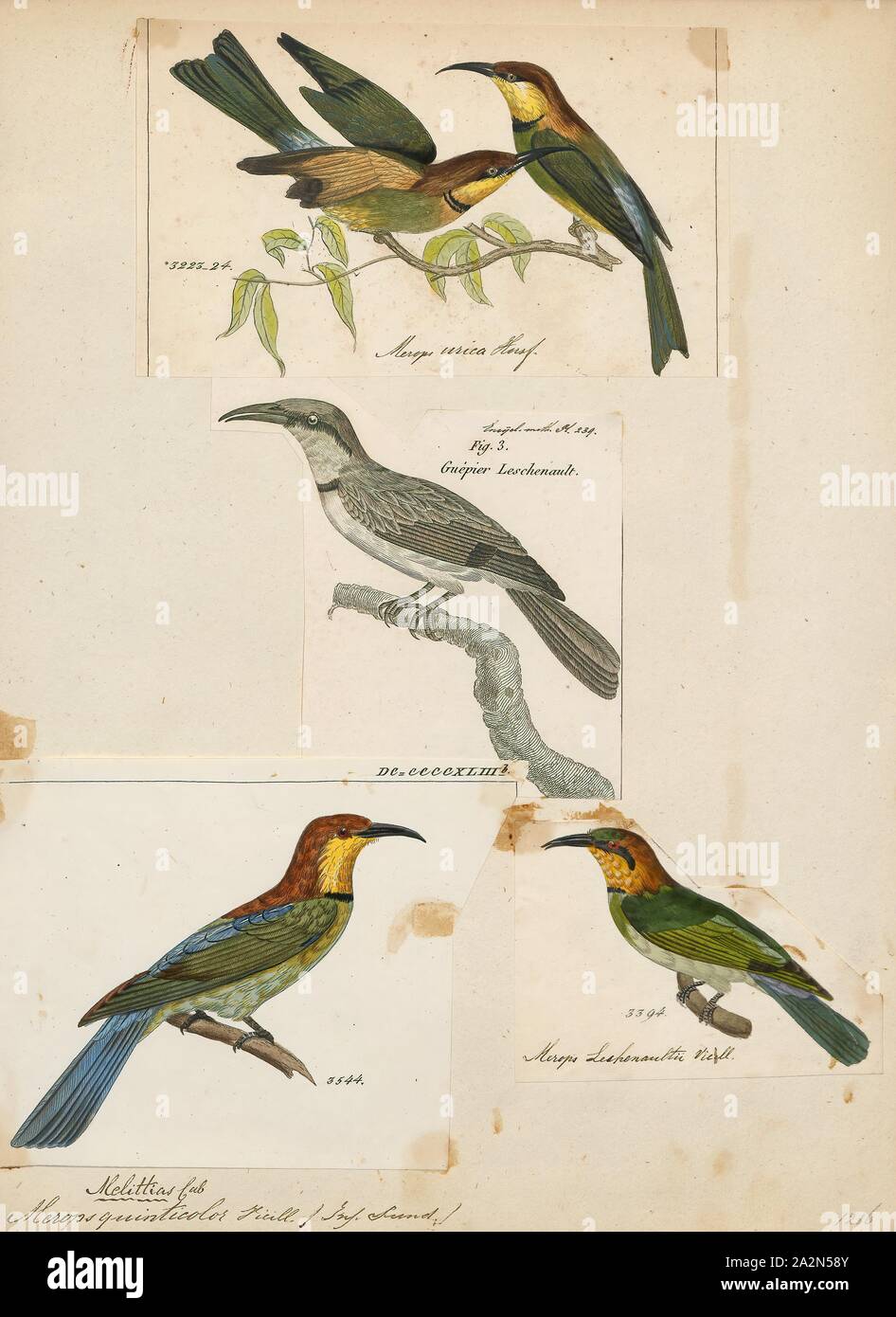 Merops quinticolor, Drucken, 1782-1825 Stockfoto