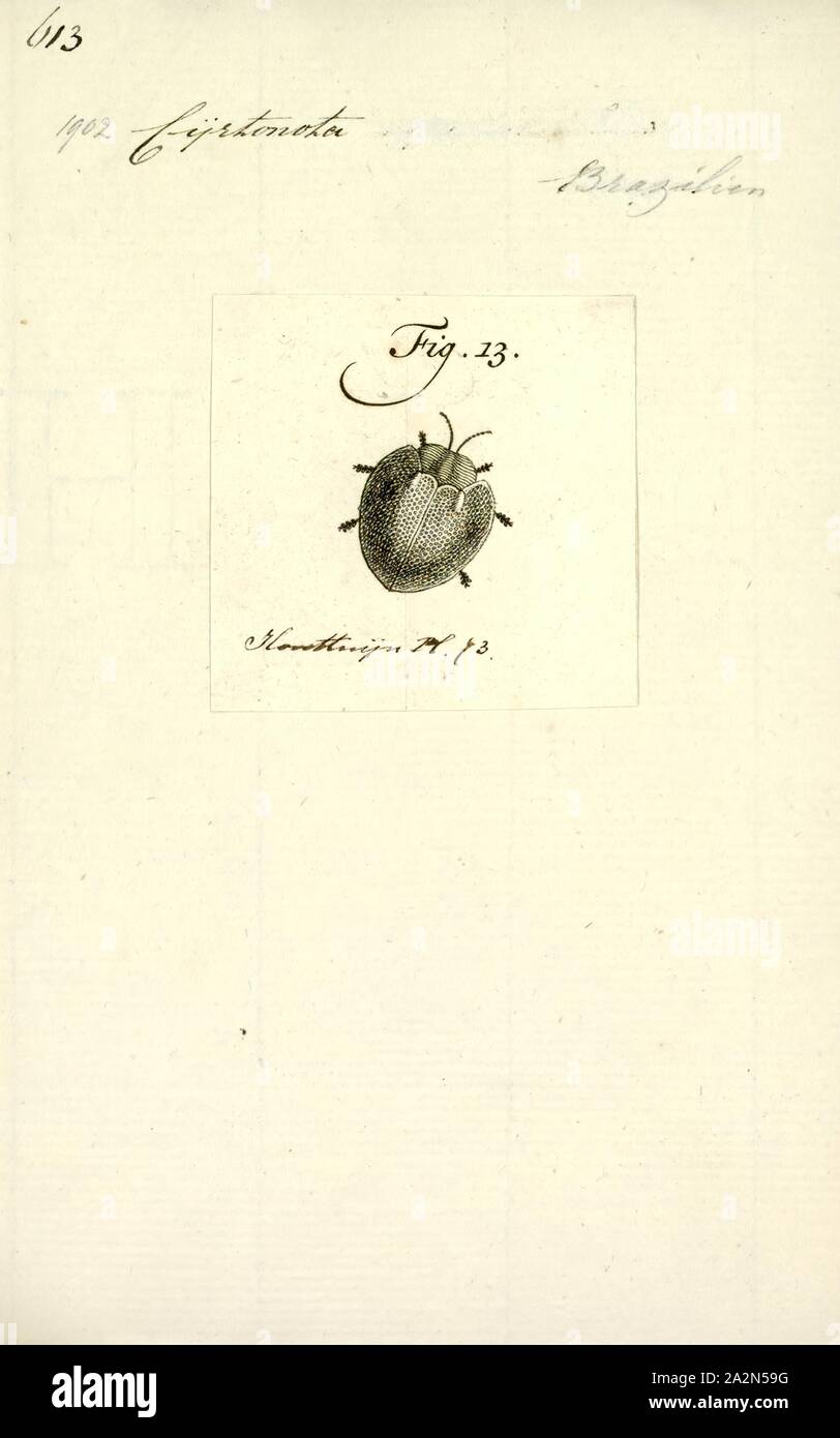 Mesomphalia, Drucken, Mesomphalia ist eine Gattung der Käfer aus der Familie Chrysomelidae Stockfoto