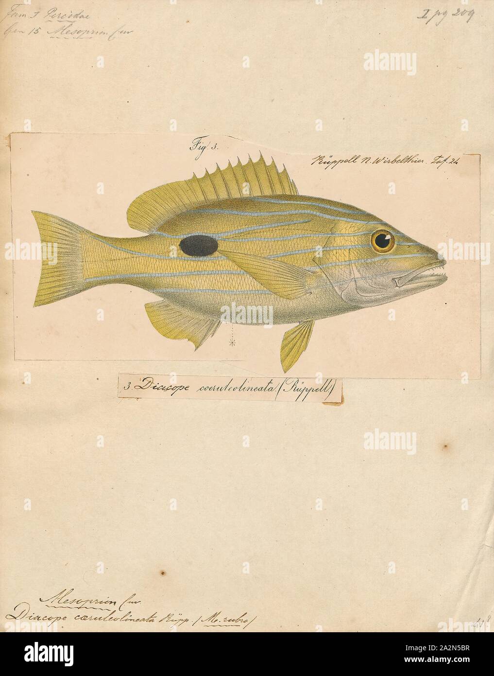 Mesoprion quinquelineatus, Drucken, 1835 Stockfoto