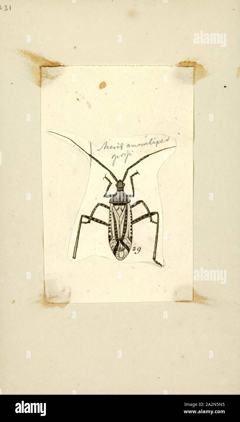 Miris, Drucken, Miris mirid ist eine Gattung der Käfer aus der Familie der Miridae, unterfamilie Mirinae Stockfoto