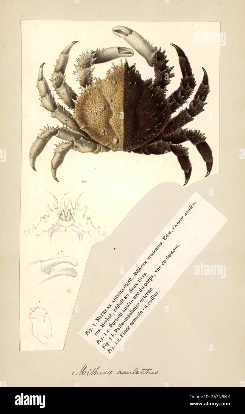Mithrax aculeatus, Drucken, Mithrax ist eine Gattung von Seespinnen in der Familie Mithracidae, die etwa ein Dutzend Arten, die große Unterschiede weisen im Körper Morphologie Stockfoto