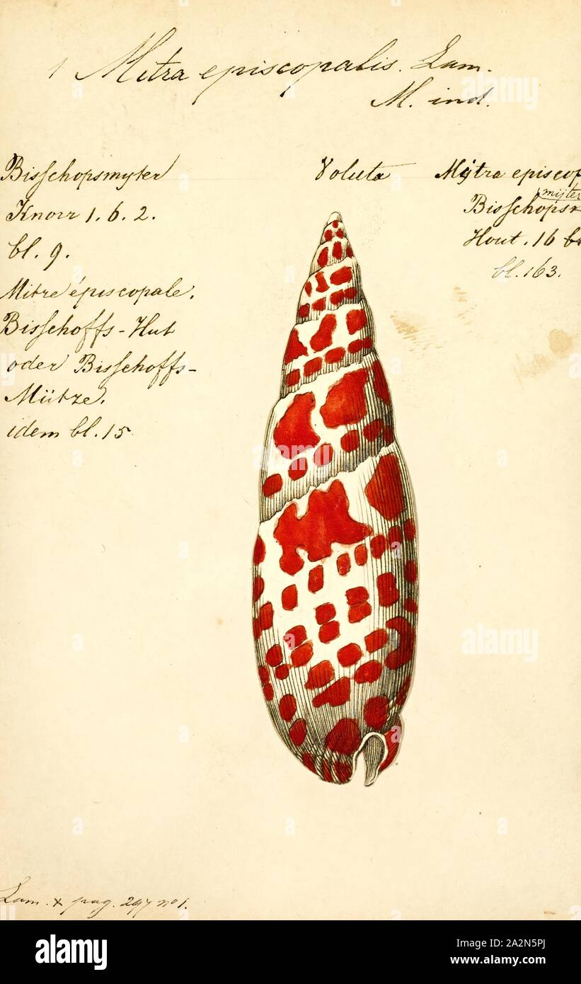 Mitra episcopalis Fotos und Bildmaterial in hoher Auflösung Alamy