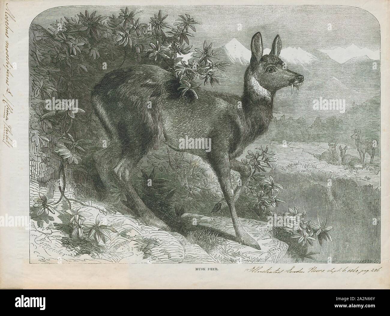 Moschus moschiferus, Drucken, die sibirische Moschustier (Moschus