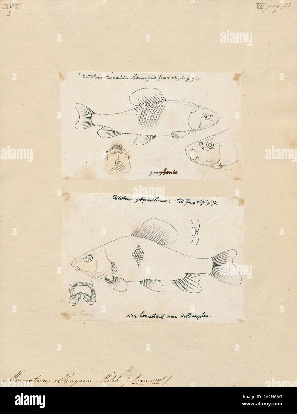Moxostoma oblongum, Drucken, Moxostoma ist eine Gattung der Nordamerikanischen ray-finned Fische im catostomidae Familie., 1700-1880 Stockfoto