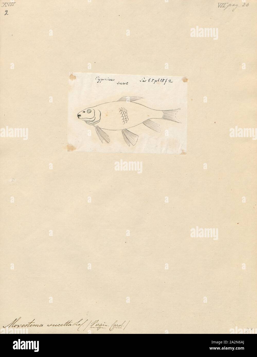 Moxostoma sucetta, Drucken, Moxostoma ist eine Gattung der Nordamerikanischen ray-finned Fische im catostomidae Familie., 1798-1876 Stockfoto