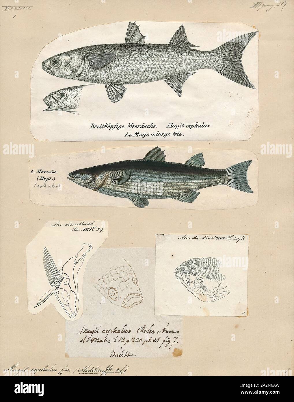Mugil cephalus, Drucken, der flathead Meeräschen (Mugil cephalus) ist ein wichtiges Nahrungsmittel Fischarten in die meeräsche Familie Mugilidae. Es ist in den tropischen und subtropischen Gewässern zu finden ist. Seine Länge ist in der Regel 30 bis 75 Zentimeter (12 bis 30). Es ist mit vielen englischen Namen, einschließlich der flathead Meeräsche bekannt, gestreifte Meerbarbe (USA, Amerikanische Fischerei Gesellschaft name), schwarze Meeräsche, bully Meeräsche, gemeinsame Meeräsche, Meeräschen, Meer und Meeräsche Meeräsche, unter anderem., 1700-1880 Stockfoto