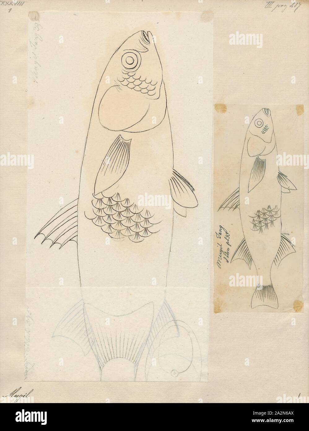 Mugil cephalus, Drucken, der flathead Meeräschen (Mugil cephalus) ist ein wichtiges Nahrungsmittel Fischarten in die meeräsche Familie Mugilidae. Es ist in den tropischen und subtropischen Gewässern zu finden ist. Seine Länge ist in der Regel 30 bis 75 Zentimeter (12 bis 30). Es ist mit vielen englischen Namen, einschließlich der flathead Meeräsche bekannt, gestreifte Meerbarbe (USA, Amerikanische Fischerei Gesellschaft name), schwarze Meeräsche, bully Meeräsche, gemeinsame Meeräsche, Meeräschen, Meer und Meeräsche Meeräsche, unter anderem., 1700-1880 Stockfoto