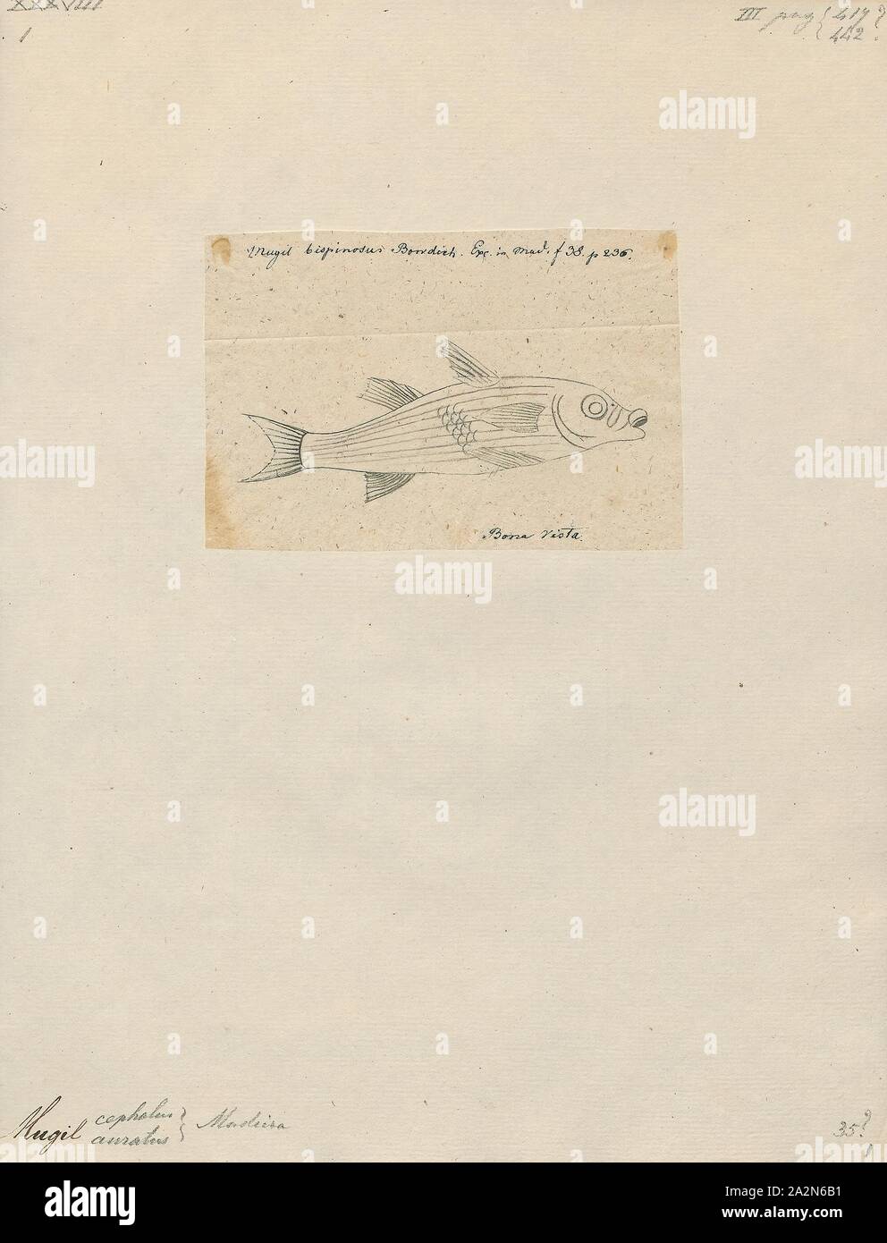 Mugil cephalus, Drucken, der flathead Meeräschen (Mugil cephalus) ist ein wichtiges Nahrungsmittel Fischarten in die meeräsche Familie Mugilidae. Es ist in den tropischen und subtropischen Gewässern zu finden ist. Seine Länge ist in der Regel 30 bis 75 Zentimeter (12 bis 30). Es ist mit vielen englischen Namen, einschließlich der flathead Meeräsche bekannt, gestreifte Meerbarbe (USA, Amerikanische Fischerei Gesellschaft name), schwarze Meeräsche, bully Meeräsche, gemeinsame Meeräsche, Meeräschen, Meer und Meeräsche Meeräsche, unter anderem., 1700-1880 Stockfoto