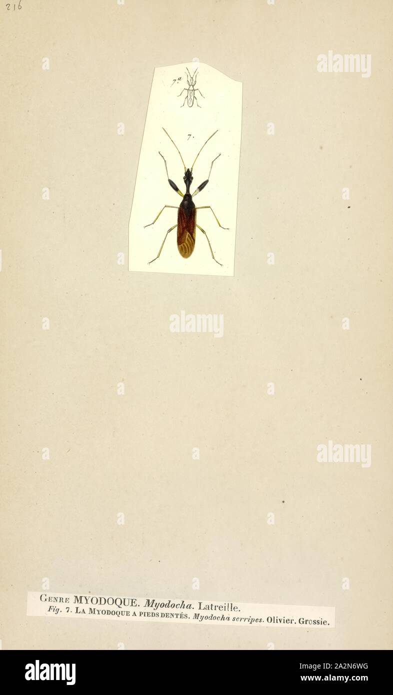 Myodocha, Drucken, Myodocha ist eine Gattung der Langhalslaute Saatgut