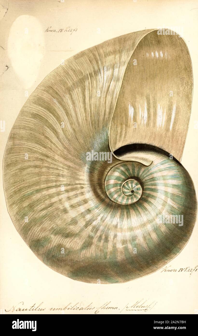 Knuspriger nautilus Fotos und Bildmaterial in hoher Auflösung Alamy