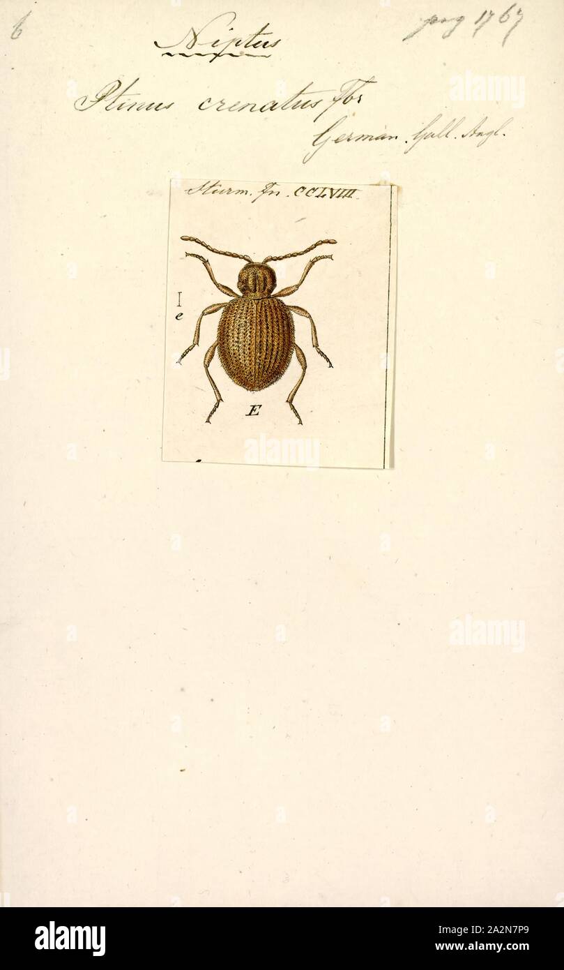 Niptus, Drucken, Niptus ist eine Gattung der Käfer, die in der australischen Region, der Paläarktis (einschließlich Europas), der Nahe Osten, der nearktischen Faunenregion und Nordafrika Stockfoto