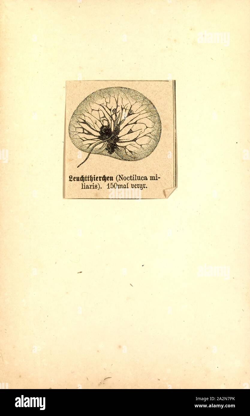 Noctiluca miliaris, Drucken, Noctiluca scintillans, allgemein als das Meer glitzern bekannt und auch als Noctiluca miliaris veröffentlicht, ist eine frei lebende, Marine - Wohnung Arten von dinoflagellaten, die biolumineszenz ausstellt, wenn gestört (im Volksmund bekannt als mareel). Die biolumineszenz ist im gesamten Zytoplasma dieser Einzellige einzelligen hergestellt, die durch ein Luciferin und Luciferase Reaktion in Tausenden von sphärisch geformte Organellen, namens scintillons Stockfoto