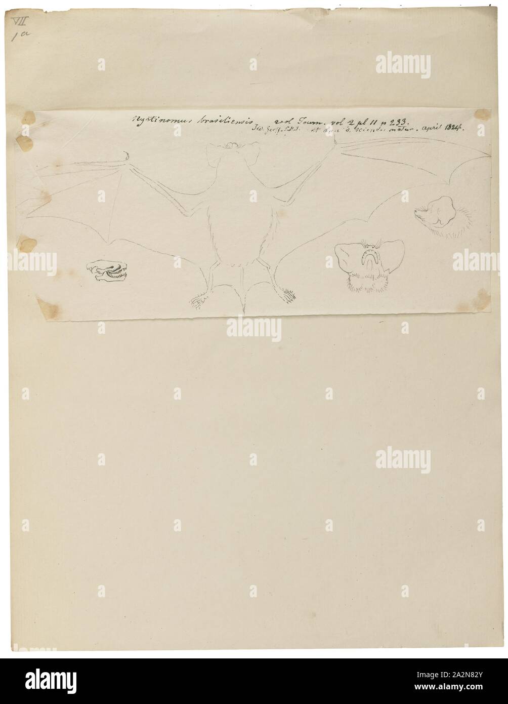 Nyctinomus Fotos und Bildmaterial in hoher Auflösung Alamy