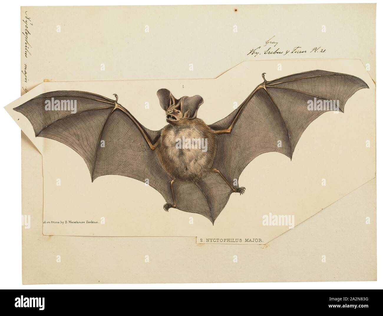 Nyctophilus major, Drucken, Nyctophilus major, als westliche Langohr genannt, ist eine Pflanzenart in Wälder und Forsten im Südwesten Australien gefunden., 1700-1880 Stockfoto