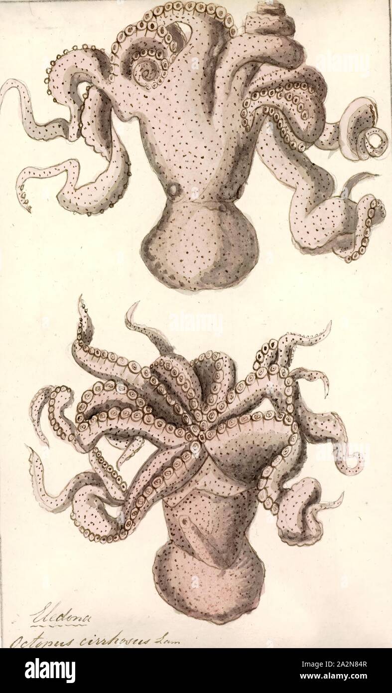 Octopus cirrhosus, Ausdrucken, die Krake ist eine Soft-bodied, acht-limbed Weichtier des Ordens Octopoda. Rund 300 Arten werden erkannt, und der Auftrag wird gruppiert, die innerhalb der Klasse Cephalopoda, Kalmare, Sepien, Nautiloiden. Wie andere Kopffüßer, der Krake ist bilateral symmetrisch mit zwei Augen und einen Schnabel, der mit seinen Mund in der Mitte der acht Gliedmaßen ("Tentakel" als Sammelbegriff für Tintenfischfänger Gliedmaßen verwendet, jedoch werden innerhalb einer teuthological Kontext; 'Arm' verwendet wird, um solche Glieder zu finden, während "Tentakel" ist für die Fütterung der Hautanhangsgebilde nicht auf Kraken gefunden reserviert). Die weiche Stockfoto