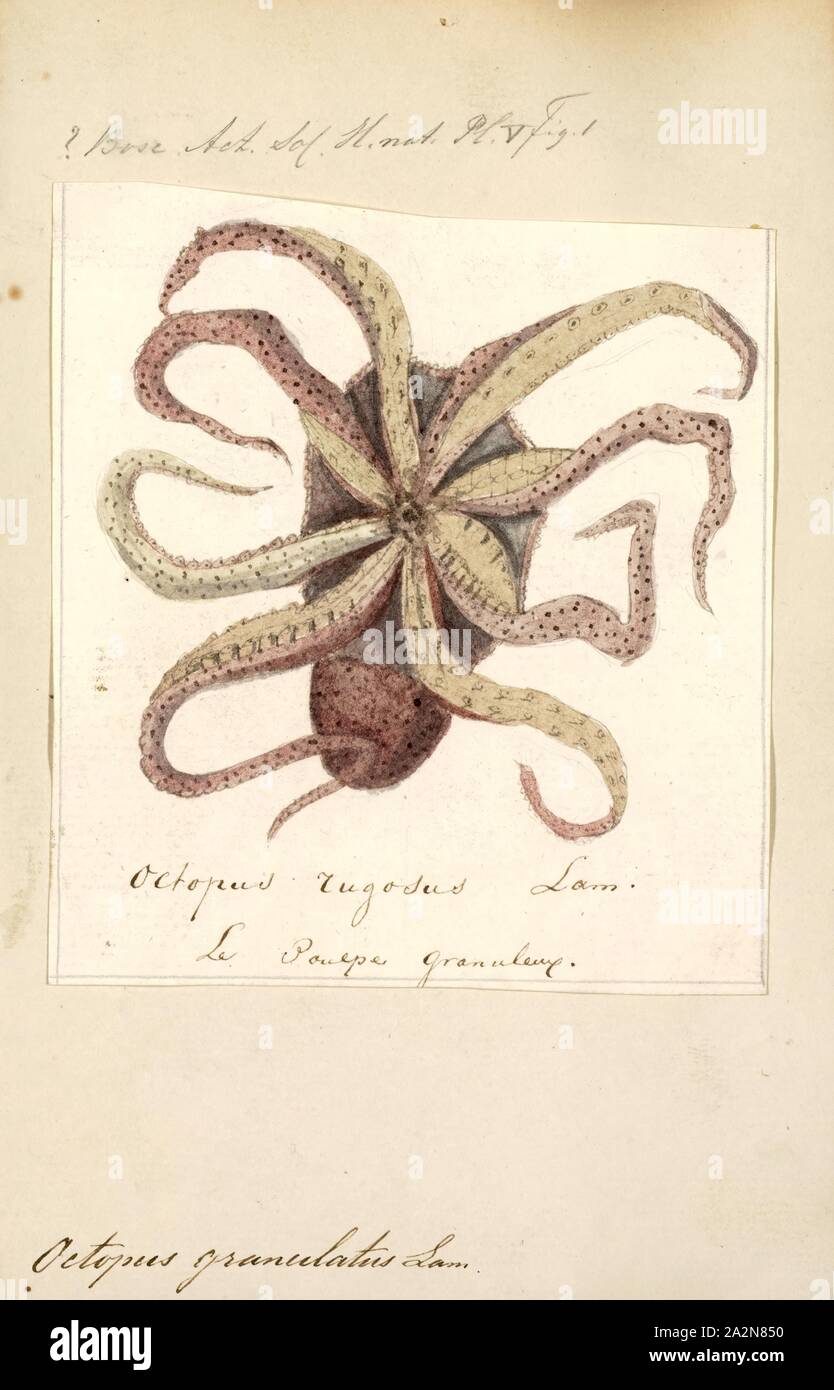 Octopus granulatus, Ausdrucken, die Krake ist eine Soft-bodied, acht-limbed Weichtier des Ordens Octopoda. Rund 300 Arten werden erkannt, und der Auftrag wird gruppiert, die innerhalb der Klasse Cephalopoda, Kalmare, Sepien, Nautiloiden. Wie andere Kopffüßer, der Krake ist bilateral symmetrisch mit zwei Augen und einen Schnabel, der mit seinen Mund in der Mitte der acht Gliedmaßen ("Tentakel" als Sammelbegriff für Tintenfischfänger Gliedmaßen verwendet, jedoch werden innerhalb einer teuthological Kontext; 'Arm' verwendet wird, um solche Glieder zu finden, während "Tentakel" ist für die Fütterung der Hautanhangsgebilde nicht auf Kraken gefunden reserviert). Die weiche Stockfoto