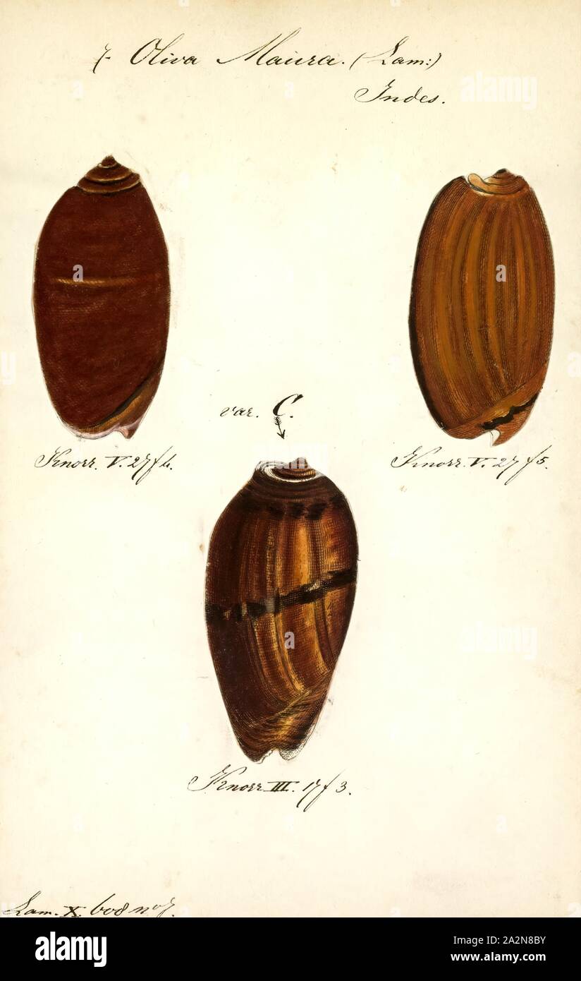 Oliva Maura, Drucken, Animalia (Königreich) Mollusca (Stamm) Gastropoden (Klasse) Caenogastropoda (Unterklasse) Neogastropoda (Bestellung) Olivoidea (Gattung) Olividae (Familie) Olivinae (Unterfamilie) Oliva (Gattung) Oliva Maura (Arten Stockfoto