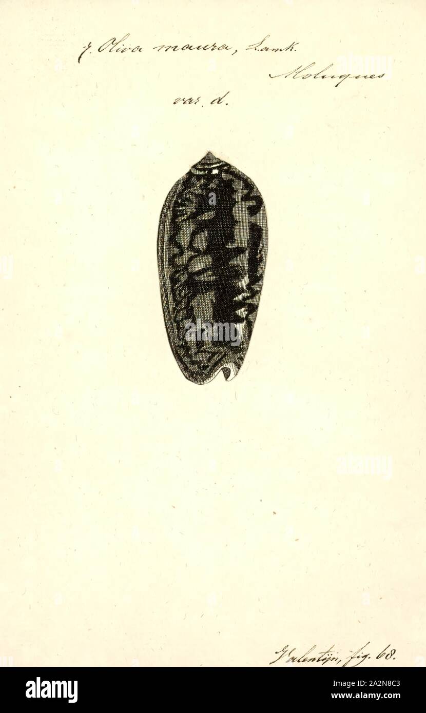 Oliva Maura, Drucken, Animalia (Königreich) Mollusca (Stamm) Gastropoden (Klasse) Caenogastropoda (Unterklasse) Neogastropoda (Bestellung) Olivoidea (Gattung) Olividae (Familie) Olivinae (Unterfamilie) Oliva (Gattung) Oliva Maura (Arten Stockfoto
