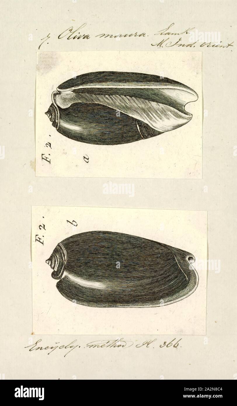 Oliva Maura, Drucken, Animalia (Königreich) Mollusca (Stamm) Gastropoden (Klasse) Caenogastropoda (Unterklasse) Neogastropoda (Bestellung) Olivoidea (Gattung) Olividae (Familie) Olivinae (Unterfamilie) Oliva (Gattung) Oliva Maura (Arten Stockfoto