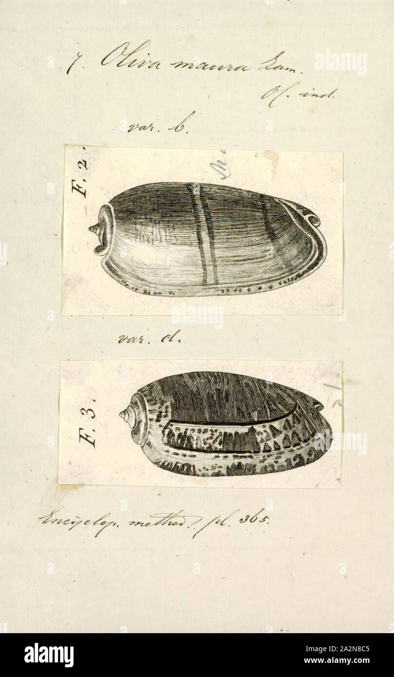 Oliva Maura, Drucken, Animalia (Königreich) Mollusca (Stamm) Gastropoden (Klasse) Caenogastropoda (Unterklasse) Neogastropoda (Bestellung) Olivoidea (Gattung) Olividae (Familie) Olivinae (Unterfamilie) Oliva (Gattung) Oliva Maura (Arten Stockfoto